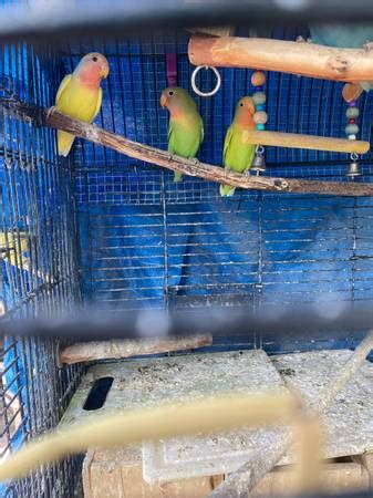 (Saint Joe) 3 babies hatched around January 6th-13th. . Love birds craigslist